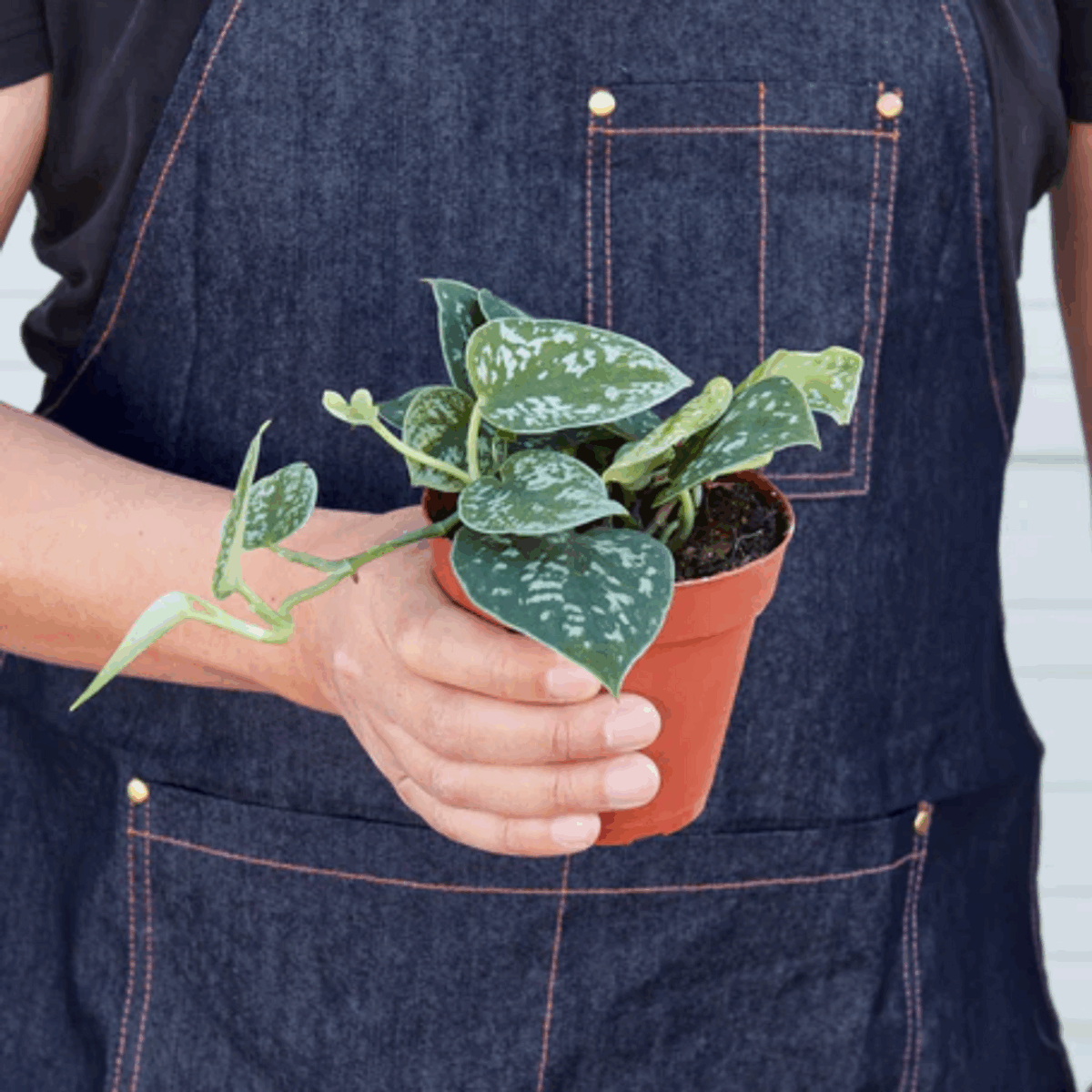 ZZ Plant - Image 4