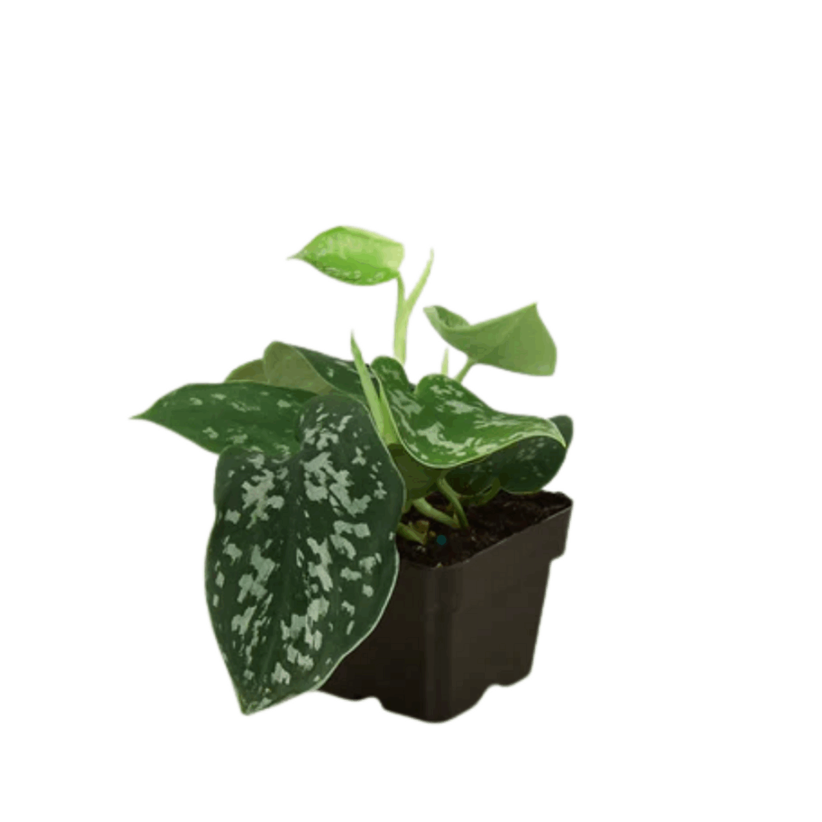 Satin Pothos - Image 3