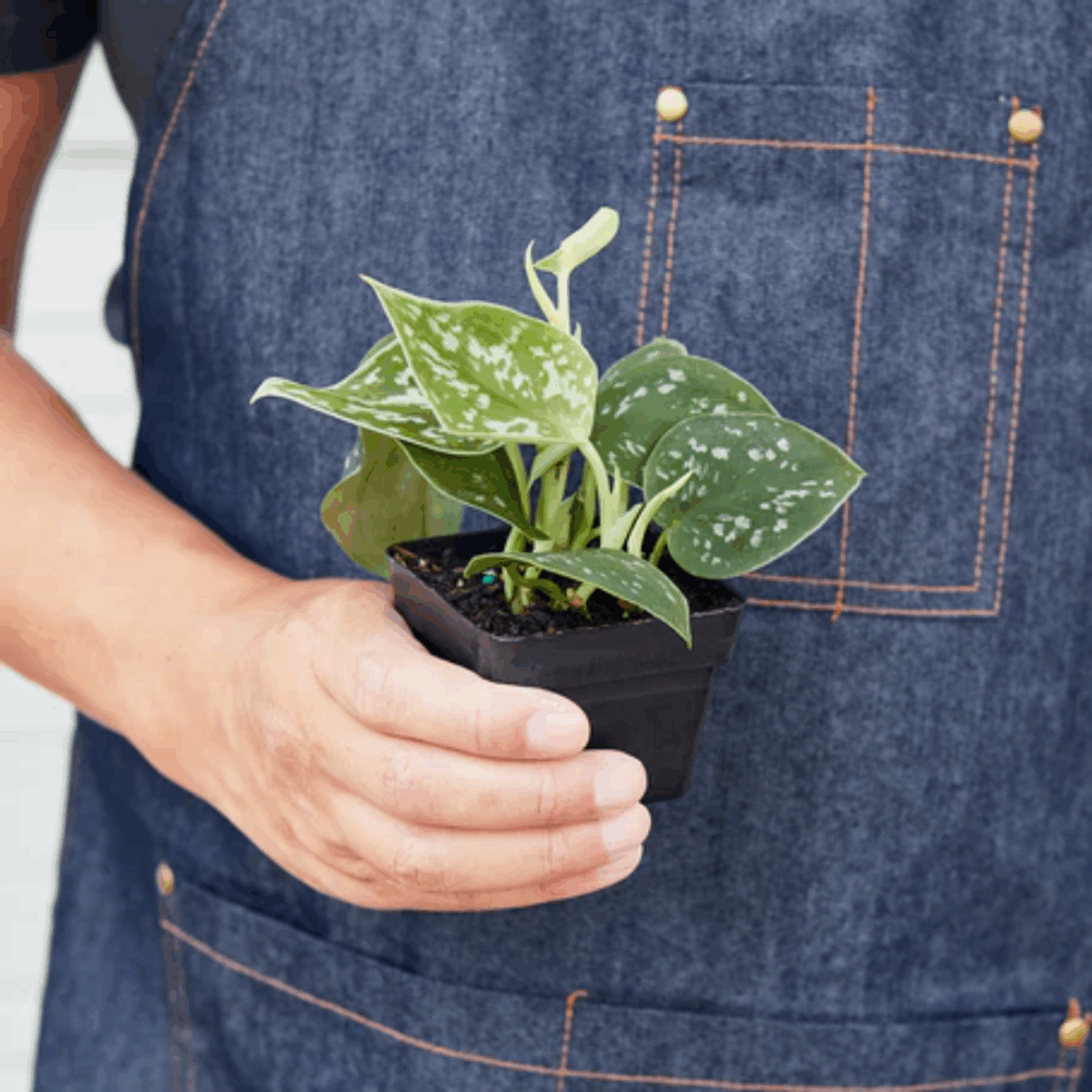 Satin Pothos - Image 5