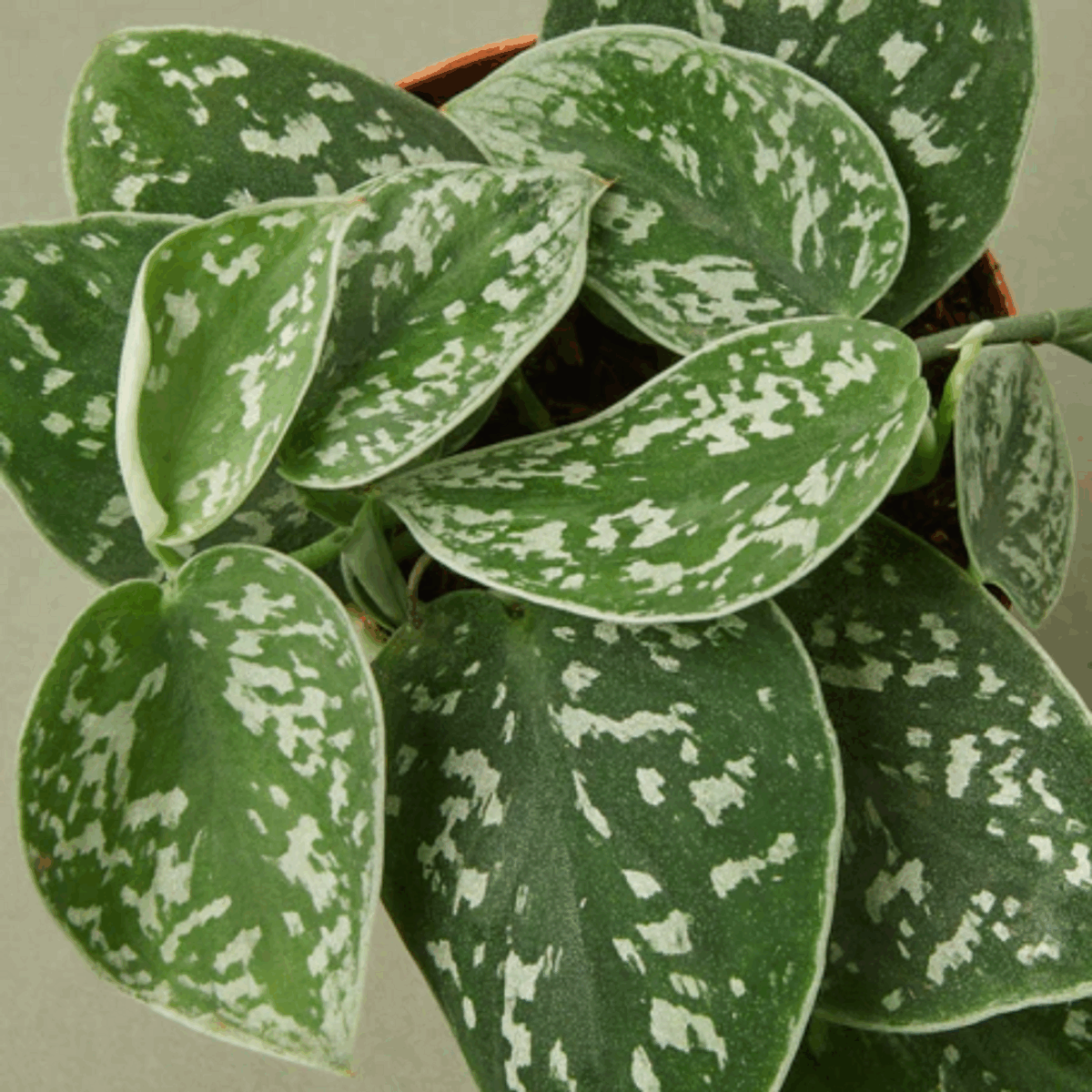 Satin Pothos - Image 4