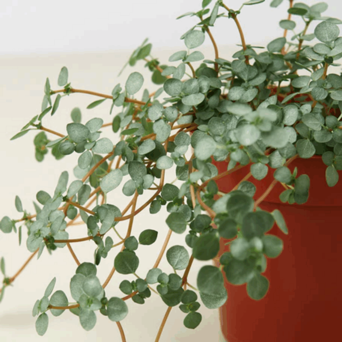 Silver Sparkle Nettle - Image 4