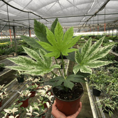 Alternative view of Spider's Web Fatsia