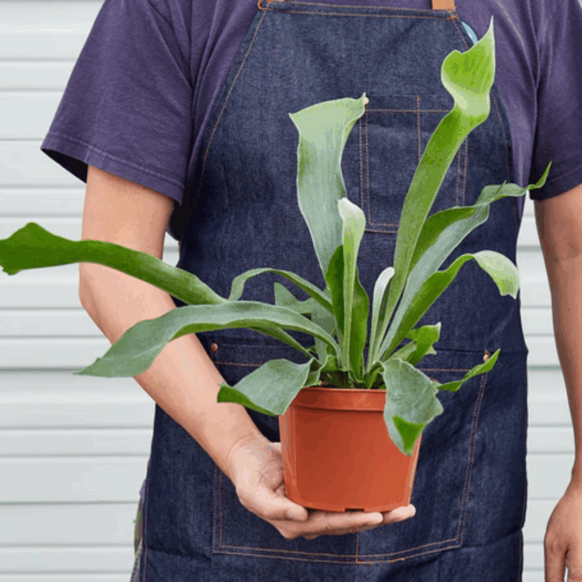 Staghorn Fern - Image 4