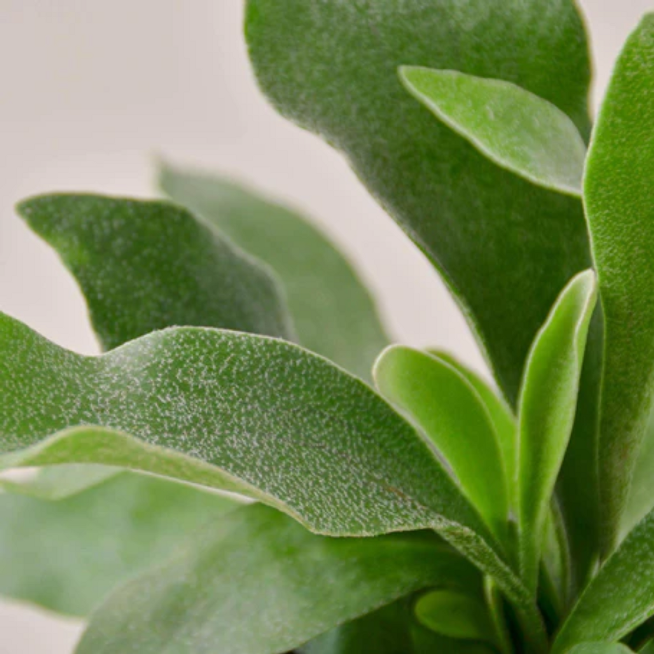 Staghorn Fern - Image 3