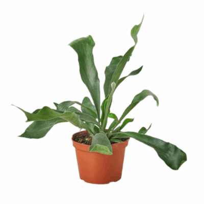 Alternative view of Staghorn Fern