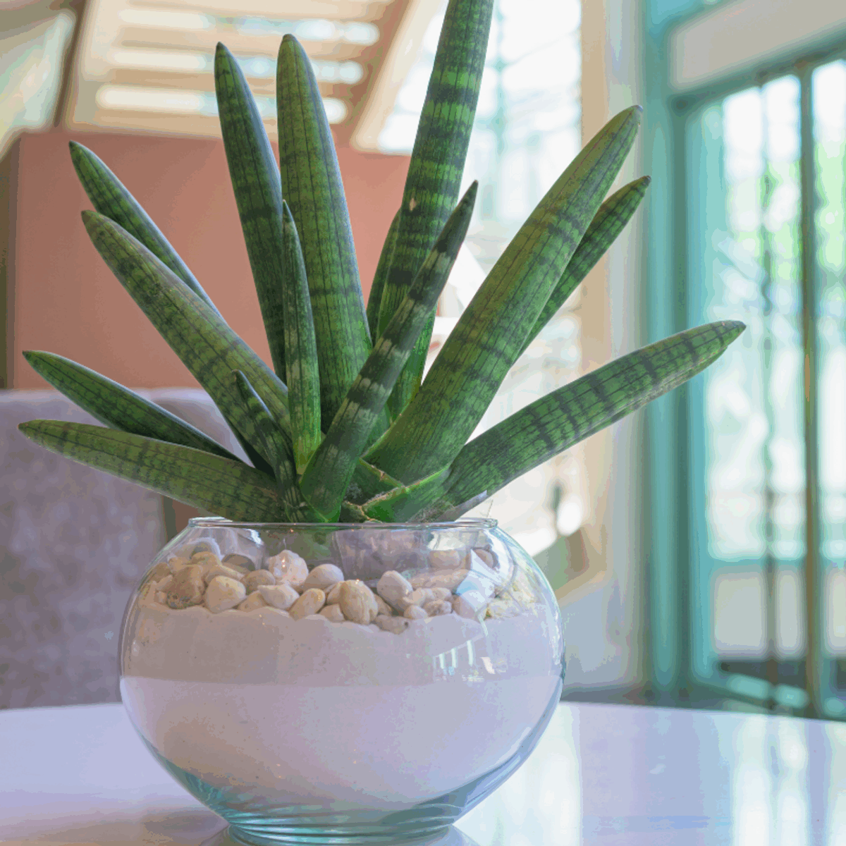 Starfish Snake Plant