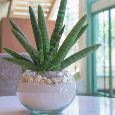 Starfish Snake Plant
