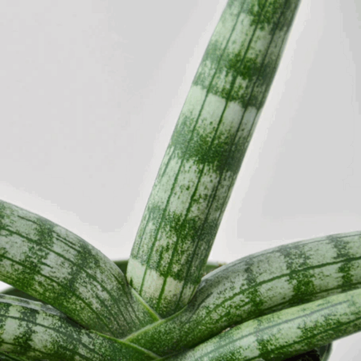 Starfish Snake Plant - Image 4