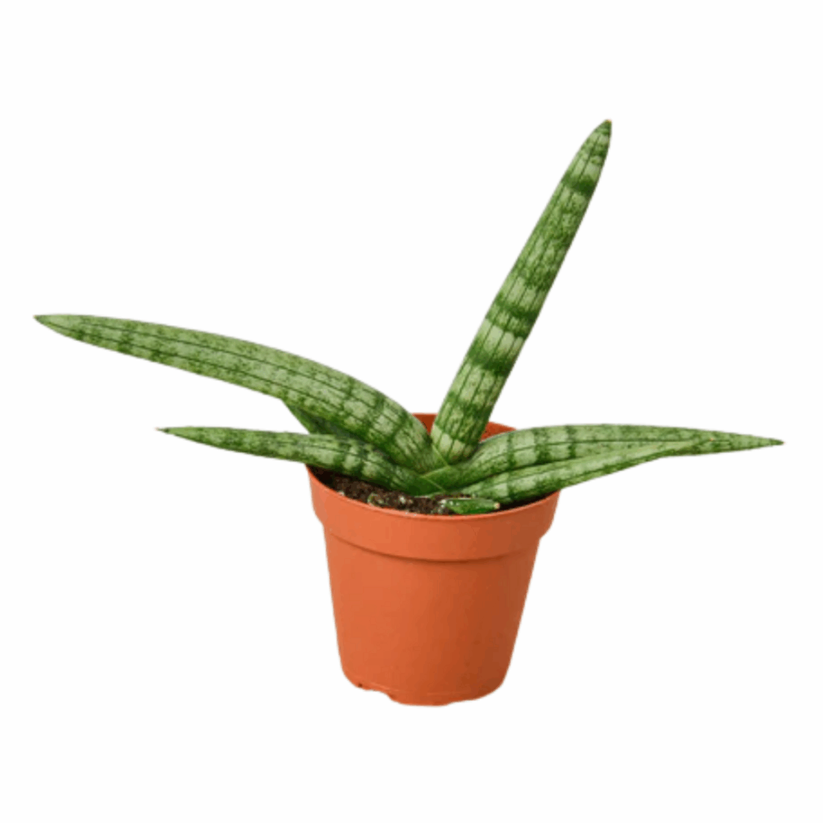 Starfish Snake Plant - Image 3