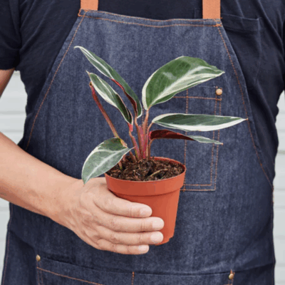 Alternative view of Stromanthe Triostar