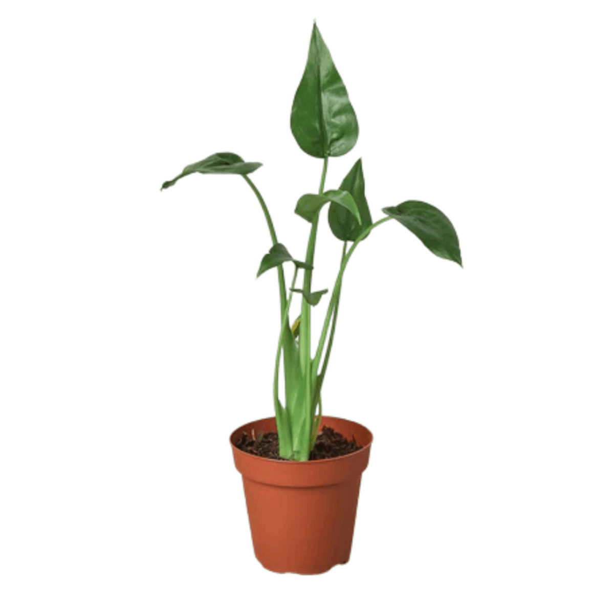 Tiny Dancer Alocasia - Image 3