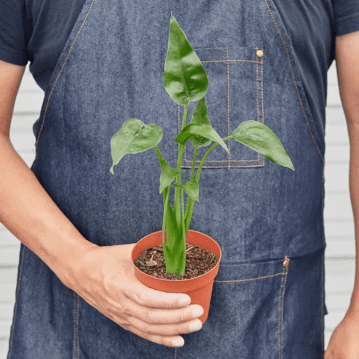 Tiny Dancer Alocasia