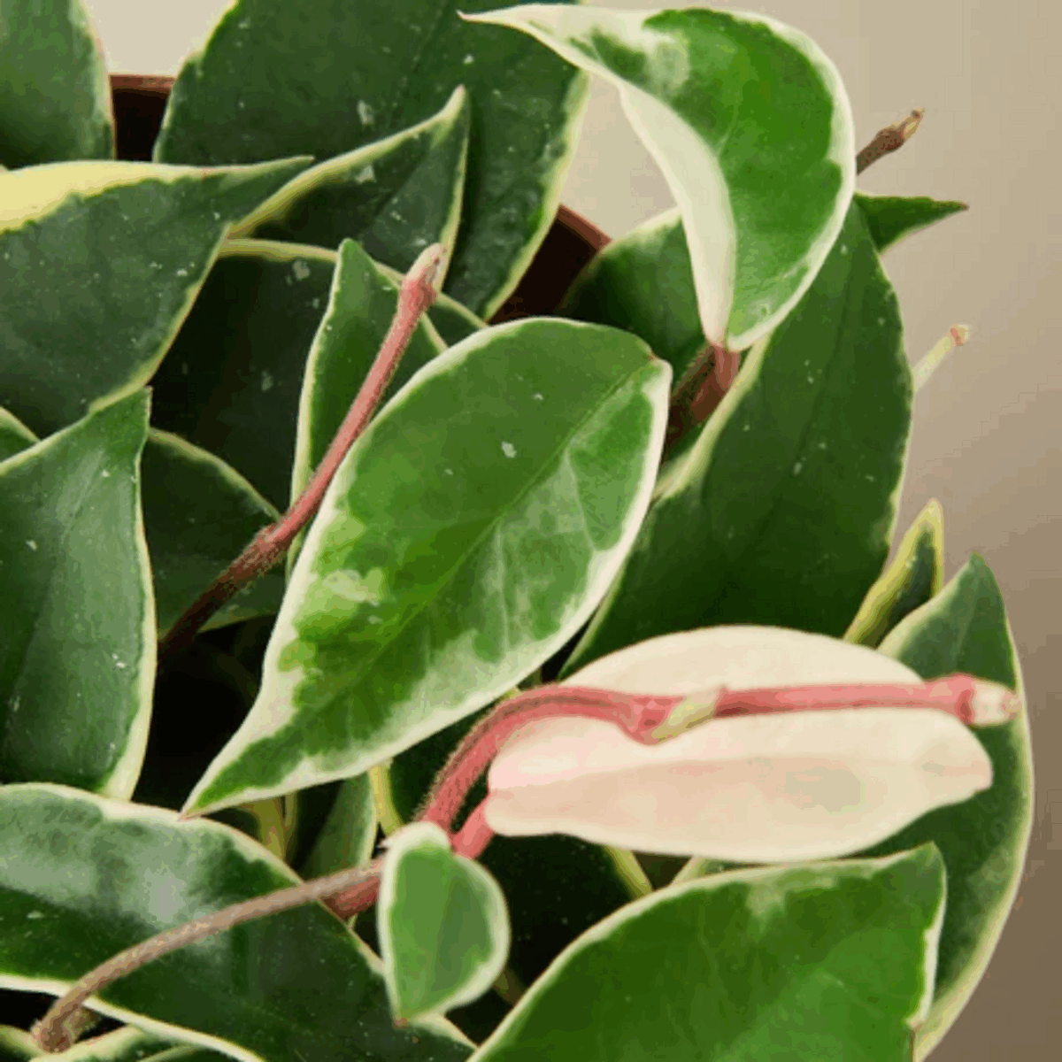 Tricolor Hoya - Image 3