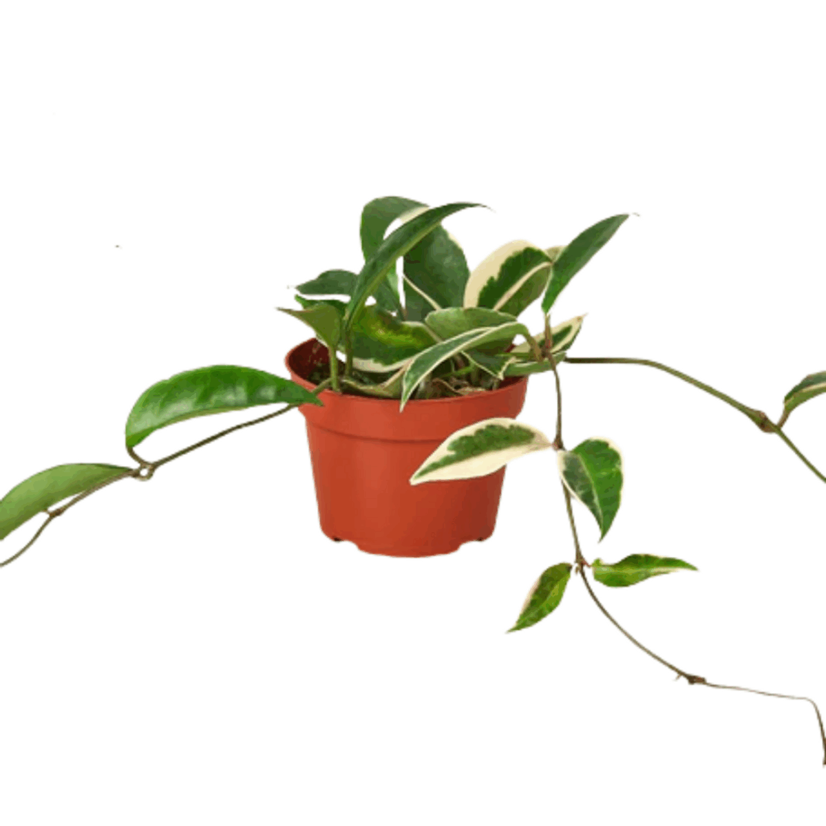 Tricolor Hoya - Image 2