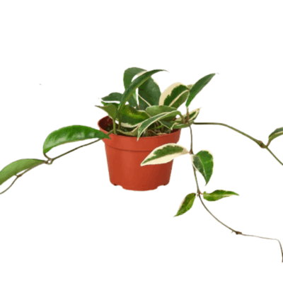 Alternative view of Tricolor Hoya