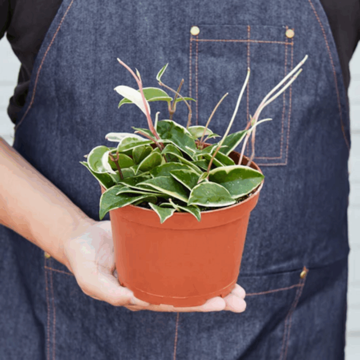 Tricolor Hoya - Image 4