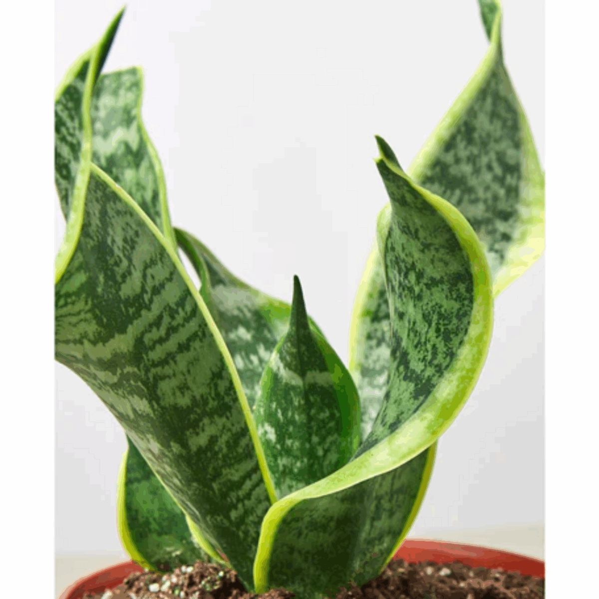 Twist Snake Plant - Image 3