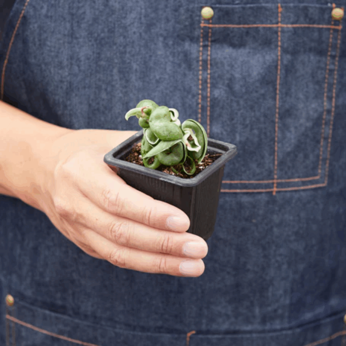 Variegated Rope Plant Hoya - Image 4