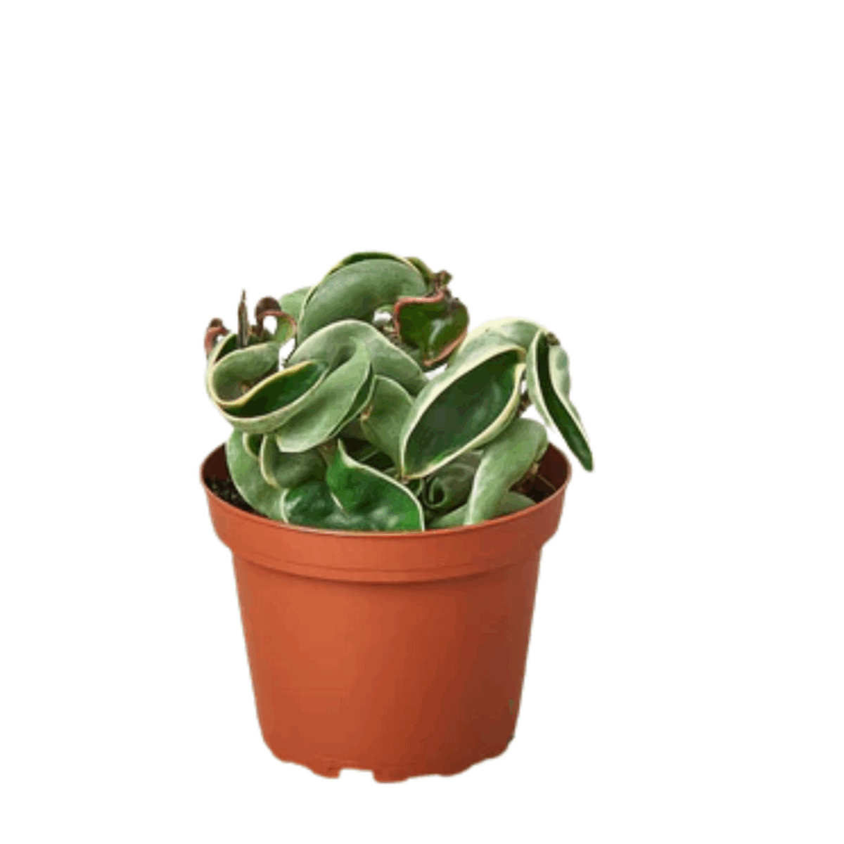 Variegated Rope Plant Hoya - Image 3