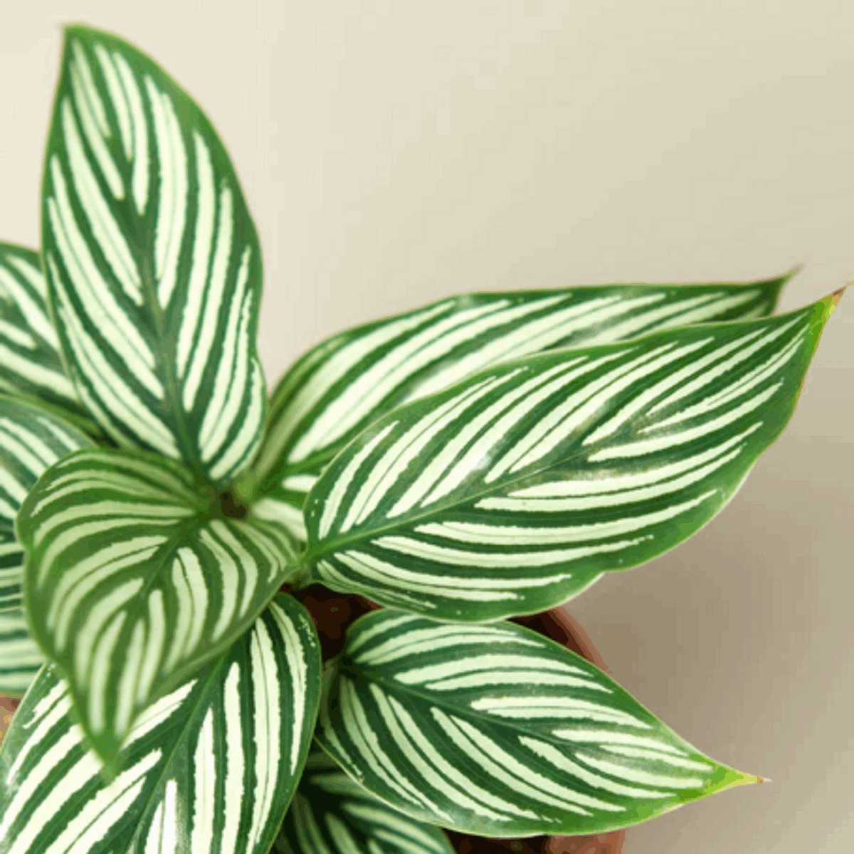 Vittata Calathea - Image 3