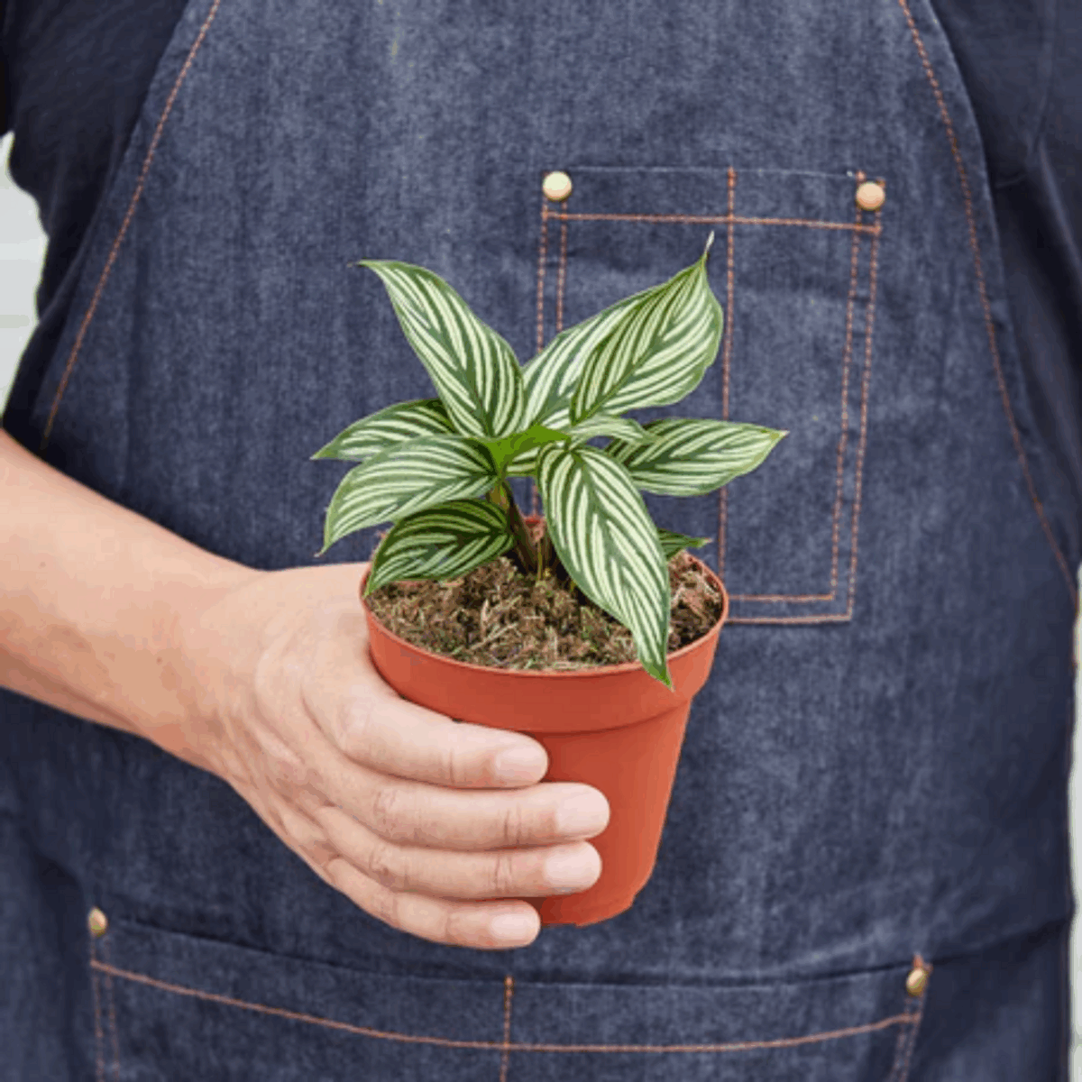 Vittata Calathea - Image 4