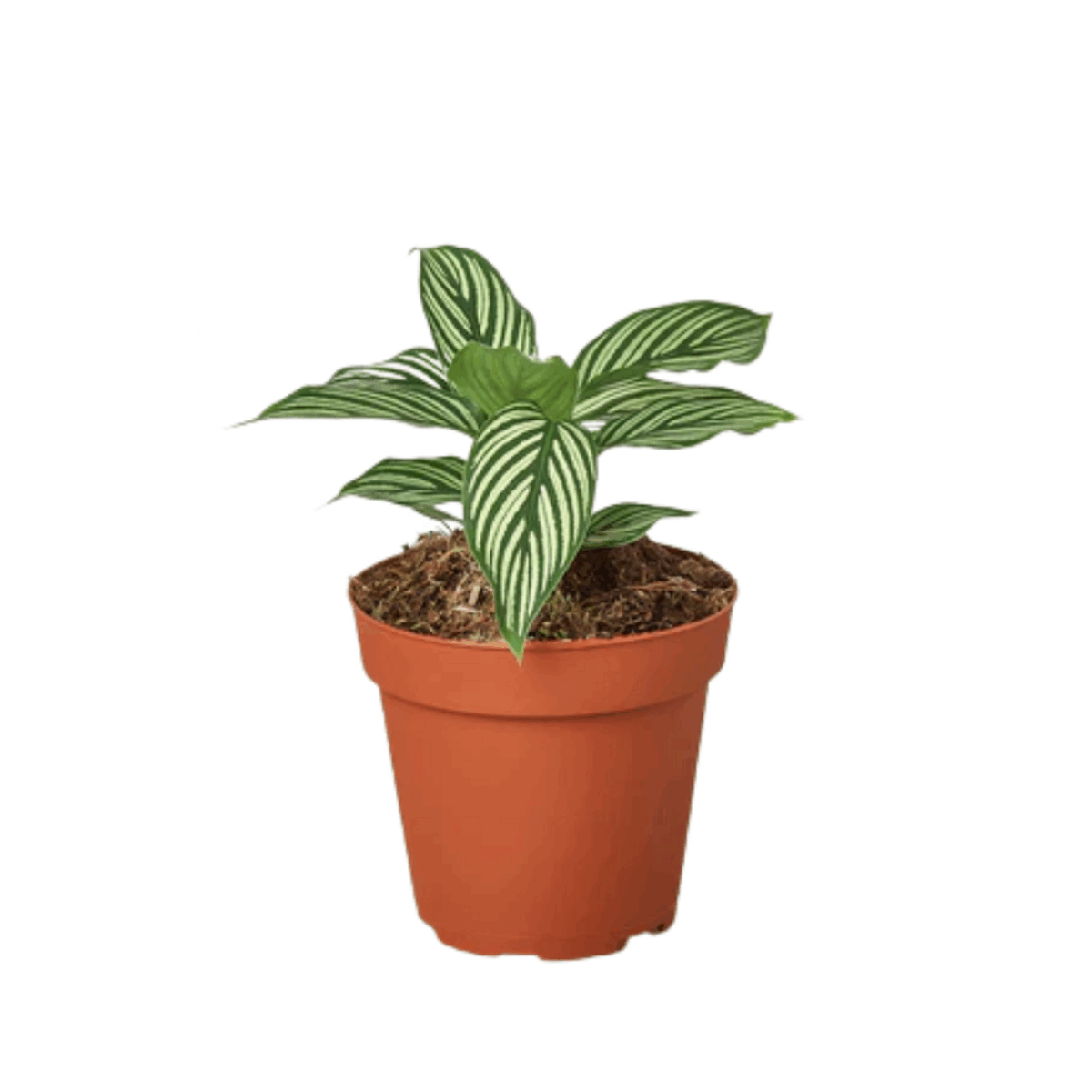 Vittata Calathea - Image 2