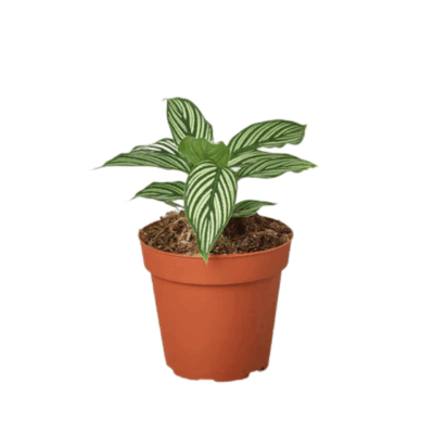 Alternative view of Vittata Calathea