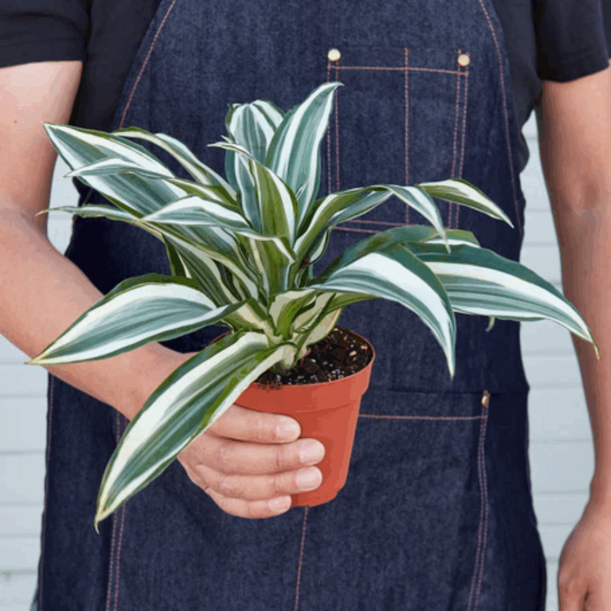 White Jewel Dracaena - Image 6