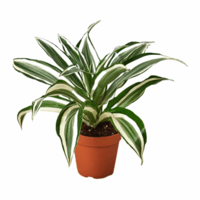 Alternative view of White Jewel Dracaena