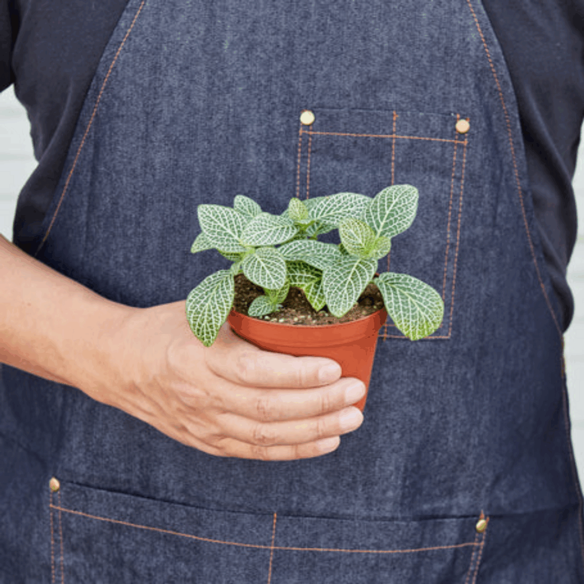 White Nerve Plant - Image 4