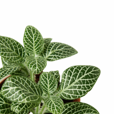 Alternative view of White Nerve Plant