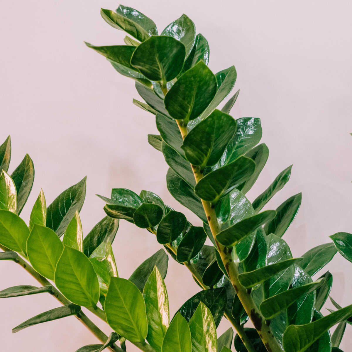 ZZ Plant - Image 9