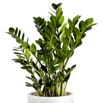 ZZ Plant