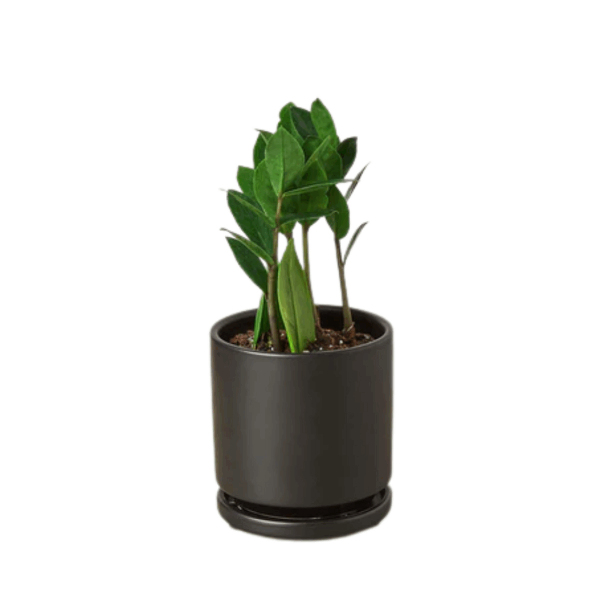 ZZ Plant - Image 12