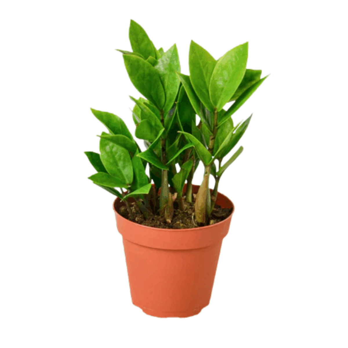 ZZ Plant - Image 2