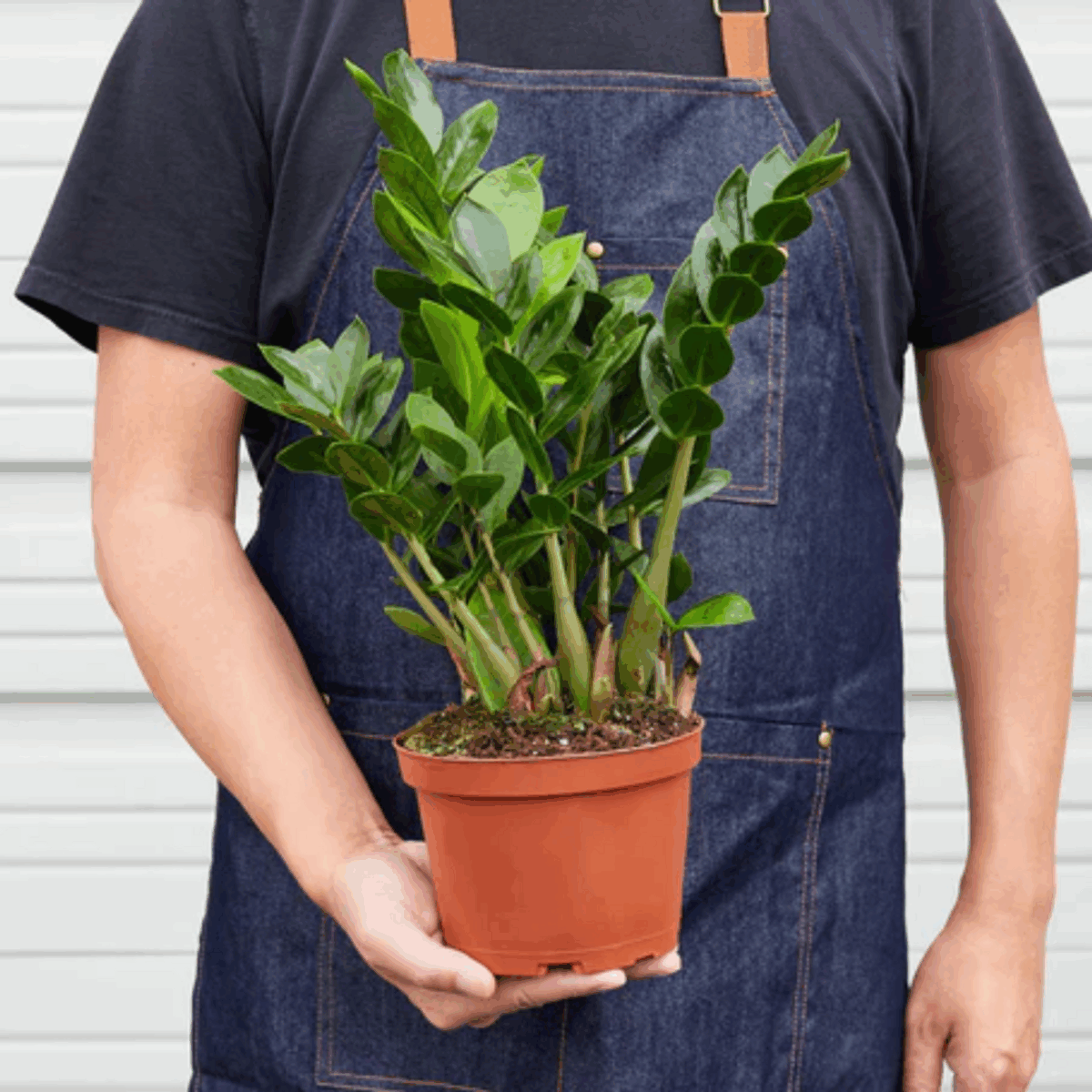 ZZ Plant - Image 7