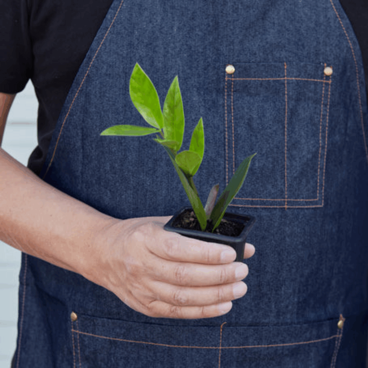 ZZ Plant - Image 3