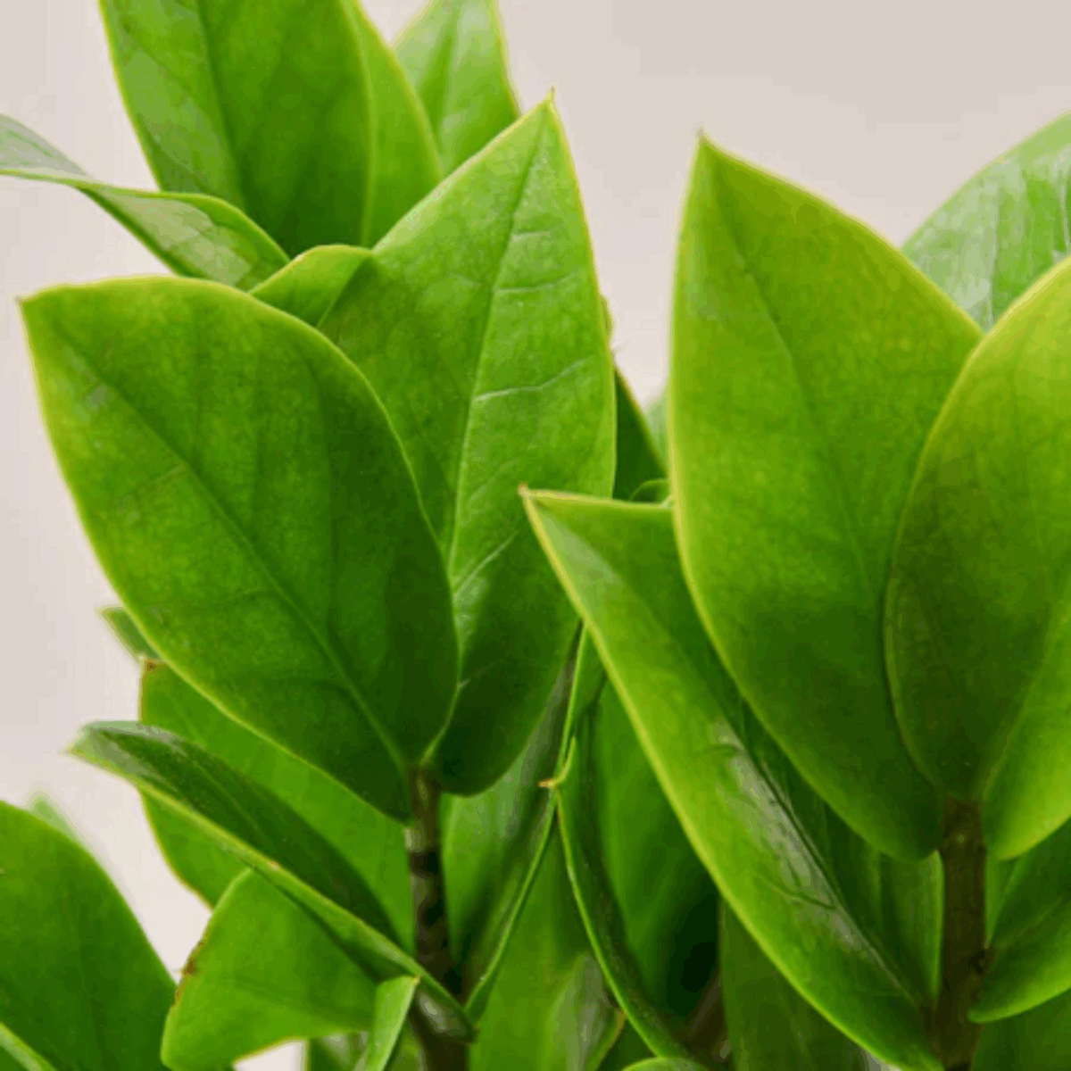 ZZ Plant - Image 6